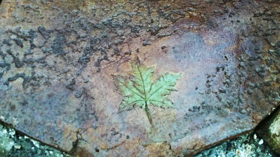 A leaf pressed into a flagstone-like surface